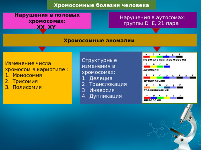 Хромосомные болезни человека Нарушения в аутосомах: группы D E, 21 пара Нарушения в половых хромосомах: XX XY Хромосомные аномалии Структурные изменения в хромосомах: Делеция Транслокация Инверсия Дупликация Изменение числа хромосом в кариотипе : Моносомия Трисомия Полисомия 