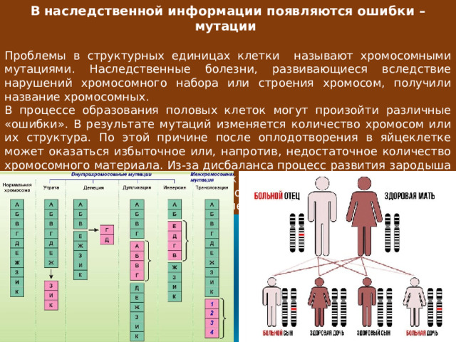 В наследственной информации появляются ошибки – мутации  Проблемы в структурных единицах клетки называют хромосомными мутациями. Наследственные болезни, развивающиеся вследствие нарушений хромосомного набора или строения хромосом, получили название хромосомных. В процессе образования половых клеток могут произойти различные «ошибки». В результате мутаций изменяется количество хромосом или их структура. По этой причине после оплодотворения в яйцеклетке может оказаться избыточное или, напротив, недостаточное количество хромосомного материала. Из-за дисбаланса процесс развития зародыша нарушается, что может привести к самопроизвольному прерыванию беременности, рождению мертвого ребенка либо развитию наследственного хромосомного заболевания. 