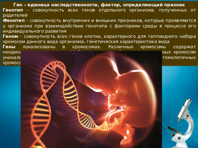 Ген – единица наследственности, фактор, определяющий признак Генотип – совокупность всех генов отдельного организма, полученных от родителей Фенотип – совокупность внутренних и внешних признаков, которые проявляются у организма при взаимодействии генотипа с факторами среды в процессе его индивидуального развития Геном – совокупность всех генов клетки, характерного для гаплоидного набора хромосом данного вида организма, генетическая характеристика вида  Гены локализованы в хромосомах. Различные хромосомы содержат неодинаковое число генов. Набор генов каждой из негомологичных хромосом уникален. Аллельные гены занимают одинаковые локусы в гомологичных хромосомах 