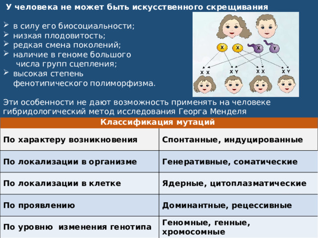   У человека не может быть искусственного скрещивания в силу его биосоциальности; низкая плодовитость; редкая смена поколений; наличие в геноме большого  числа групп сцепления; высокая степень  фенотипического полиморфизма.  Эти особенности не дают возможность применять на человеке гибридологический метод исследования Георга Менделя Классификация мутаций По характеру возникновения По локализации в организме Спонтанные, индуцированные По локализации в клетке Генеративные, соматические По проявлению Ядерные, цитоплазматические По уровню изменения генотипа Доминантные, рецессивные Геномные, генные, хромосомные 