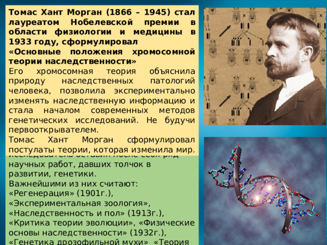 Томас Хант Морган (1866 – 1945) стал лауреатом Нобелевской премии в области физиологии и медицины в 1933 году, сформулировал «Основные положения хромосомной теории наследственности» Его хромосомная теория объяснила природу наследственных патологий человека, позволила экспериментально изменять наследственную информацию и стала началом современных методов генетических исследований. Не будучи первооткрывателем. Томас Хант Морган сформулировал постулаты теории, которая изменила мир. Томас Хант Морган Выдающийся учёный исследователь оставил после себя ряд научных работ, давших толчок в развитии, генетики. Важнейшими из них считают: «Регенерация» (1901г.), «Экспериментальная зоология», «Наследственность и пол» (1913г.), «Критика теории эволюции», «Физические основы наследственности» (1932г.), «Генетика дрозофильной мухи» «Теория гена» (1932г.). 