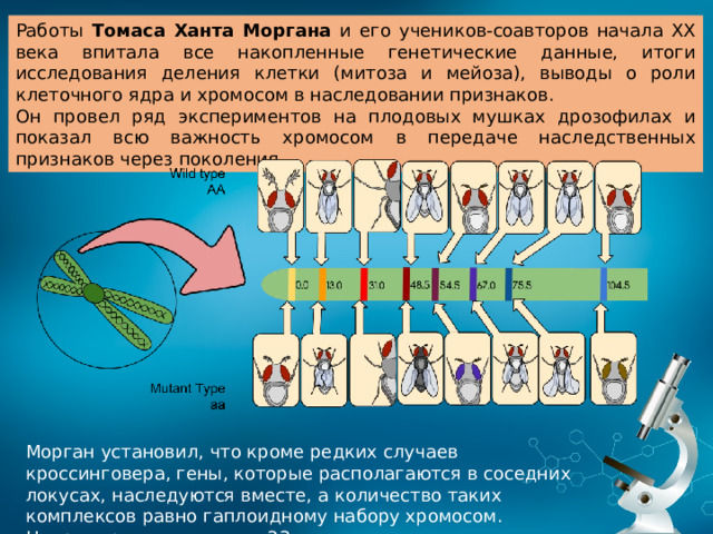 Работы Томаса Ханта Моргана и его учеников-соавторов начала XX века впитала все накопленные генетические данные, итоги исследования деления клетки (митоза и мейоза), выводы о роли клеточного ядра и хромосом в наследовании признаков. Он провел ряд экспериментов на плодовых мушках дрозофилах и показал всю важность хромосом в передаче наследственных признаков через поколения . Морган установил, что кроме редких случаев кроссинговера, гены, которые располагаются в соседних локусах, наследуются вместе, а количество таких комплексов равно гаплоидному набору хромосом. Например, у человека их 23. 