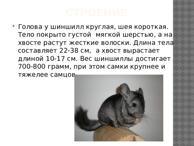 Строение Голова у шиншилл круглая, шея короткая. Тело покрыто густой  мягкой шерстью, а на хвосте растут жесткие волоски. Длина тела составляет 22-38 см,  а хвост вырастает длиной 10-17 см. Вес шиншиллы достигает 700-800 грамм, при этом самки крупнее и тяжелее самцов. 