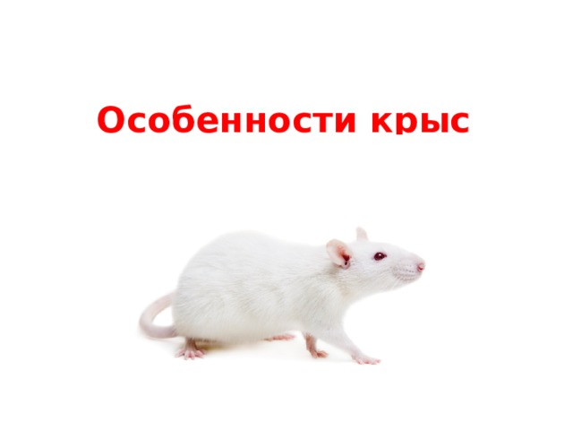 Особенности крыс 