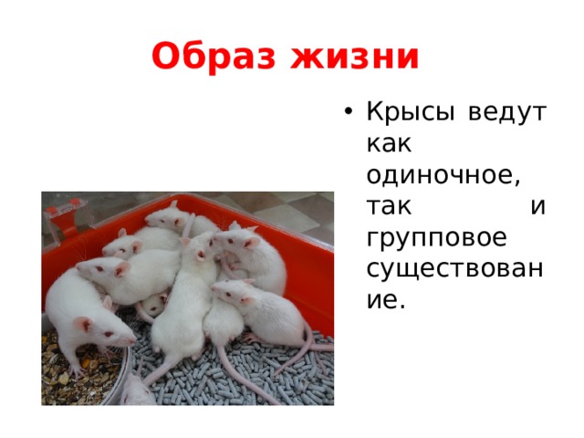 Образ жизни Крысы ведут как одиночное, так и групповое существование. 