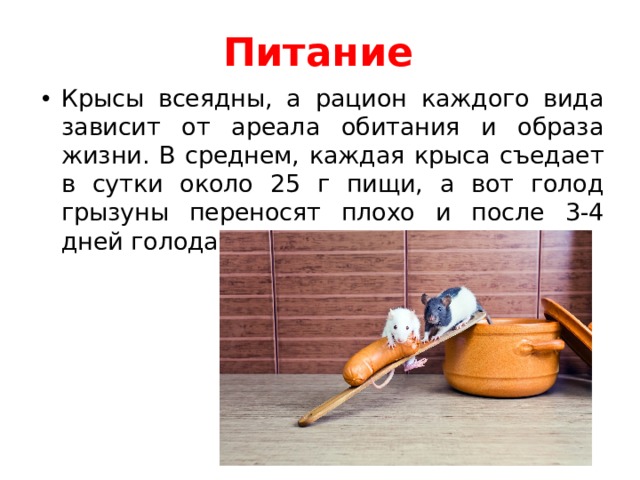 Питание Крысы всеядны, а рацион каждого вида зависит от ареала обитания и образа жизни. В среднем, каждая крыса съедает в сутки около 25 г пищи, а вот голод грызуны переносят плохо и после 3-4 дней голодания неизбежно погибают. 
