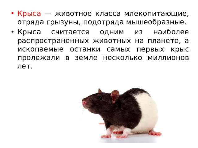 Крыса — животное класса млекопитающие, отряда грызуны, подотряда мышеобразные. Крыса считается одним из наиболее распространенных животных на планете, а ископаемые останки самых первых крыс пролежали в земле несколько миллионов лет. 