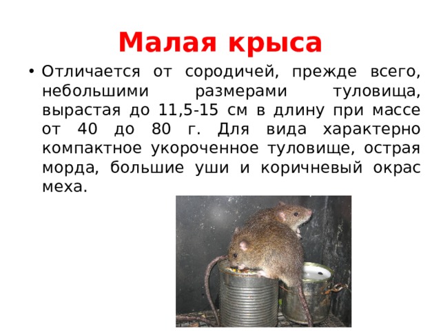 Малая крыса Отличается от сородичей, прежде всего, небольшими размерами туловища, вырастая до 11,5-15 см в длину при массе от 40 до 80 г. Для вида характерно компактное укороченное туловище, острая морда, большие уши и коричневый окрас меха. 
