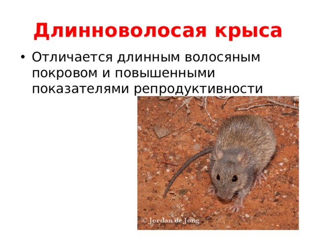 Длинноволосая крыса Отличается длинным волосяным покровом и повышенными показателями репродуктивности 