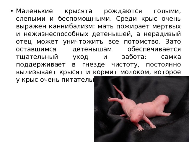 Маленькие крысята рождаются голыми, слепыми и беспомощными. Среди крыс очень выражен каннибализм: мать пожирает мертвых и нежизнеспособных детенышей, а нерадивый отец может уничтожить все потомство. Зато оставшимся детенышам обеспечивается тщательный уход и забота: самка поддерживает в гнезде чистоту, постоянно вылизывает крысят и кормит молоком, которое у крыс очень питательное и жирное (до 9%). 
