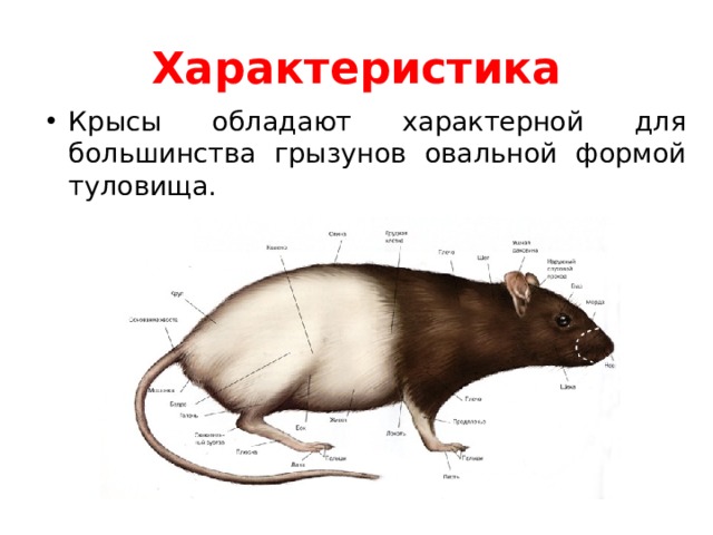 Характеристика Крысы обладают характерной для большинства грызунов овальной формой туловища. 