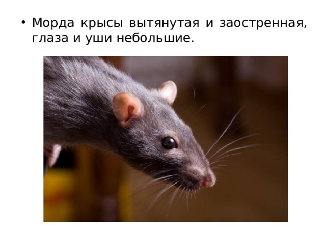 Морда крысы вытянутая и заостренная, глаза и уши небольшие. 