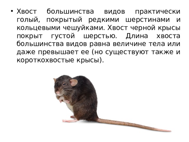 Хвост большинства видов практически голый, покрытый редкими шерстинами и кольцевыми чешуйками. Хвост черной крысы покрыт густой шерстью. Длина хвоста большинства видов равна величине тела или даже превышает ее (но существуют также и короткохвостые крысы). 