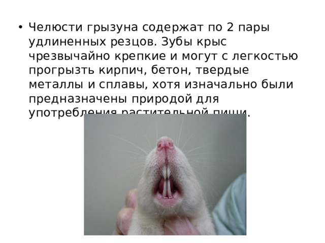Челюсти грызуна содержат по 2 пары удлиненных резцов. Зубы крыс чрезвычайно крепкие и могут с легкостью прогрызть кирпич, бетон, твердые металлы и сплавы, хотя изначально были предназначены природой для употребления растительной пищи. 