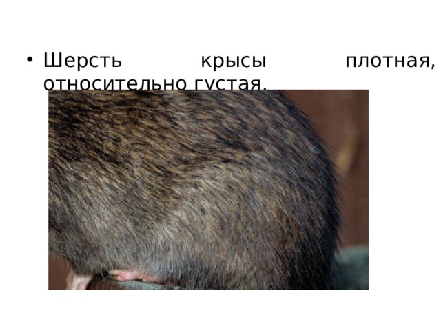 Шерсть крысы плотная, относительно густая. 