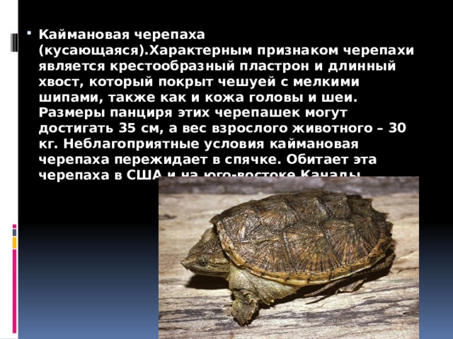 Каймановая черепаха (кусающаяся).Характерным признаком черепахи является крестообразный пластрон и длинный хвост, который покрыт чешуей с мелкими шипами, также как и кожа головы и шеи. Размеры панциря этих черепашек могут достигать 35 см, а вес взрослого животного – 30 кг. Неблагоприятные условия каймановая черепаха пережидает в спячке. Обитает эта черепаха в США и на юго-востоке Канады. 