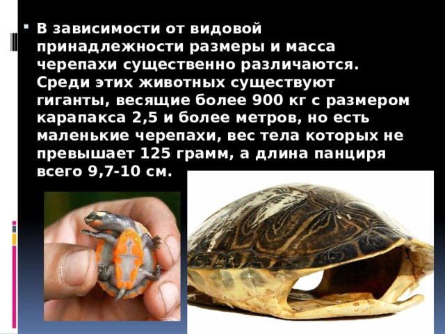 В зависимости от видовой принадлежности размеры и масса черепахи существенно различаются. Среди этих животных существуют гиганты, весящие более 900 кг с размером карапакса 2,5 и более метров, но есть маленькие черепахи, вес тела которых не превышает 125 грамм, а длина панциря всего 9,7-10 см. 
