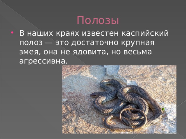 Полозы В наших краях известен каспийский полоз — это достаточно крупная змея, она не ядовита, но весьма агрессивна. 