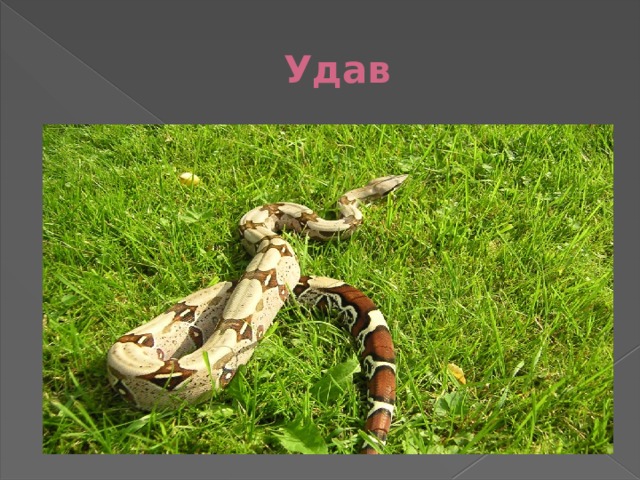 Удав 