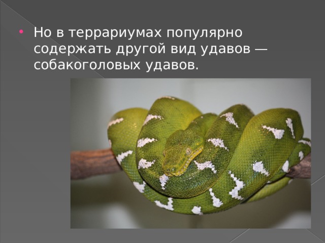 Но в террариумах популярно содержать другой вид удавов — собакоголовых удавов. 
