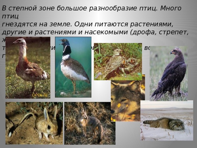 В степной зоне большое разнообразие птиц. Много птиц гнездятся на земле. Одни питаются растениями, другие и растениями и насекомыми (дрофа, стрепет, жаворонок), третьи -хищники (степной орел). Здесь водятся грызуны,  хищники.   