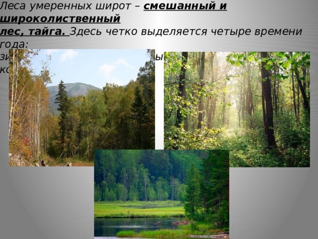 Леса умеренных широт – смешанный и широколиственный лес, тайга. Здесь четко выделяется четыре времени года: зима, весна, лето, осень – выпадает достаточное количество осадков. 