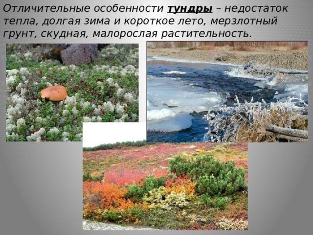 Отличительные особенности тундры – недостаток тепла, долгая зима и короткое лето, мерзлотный грунт, скудная, малорослая растительность. 