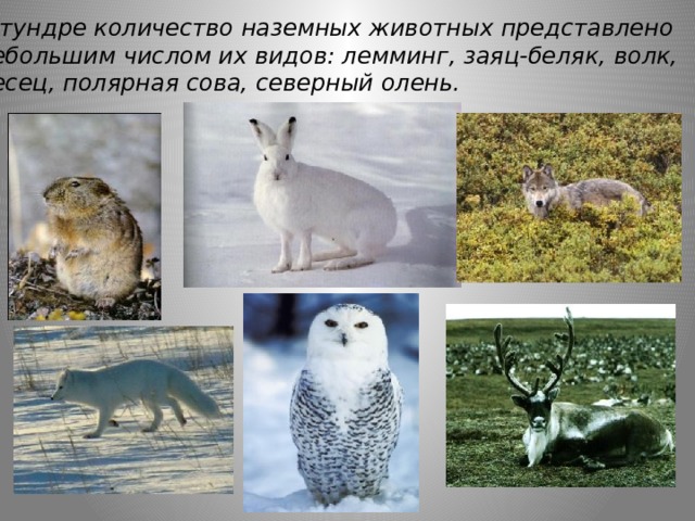  В тундре количество наземных животных представлено небольшим числом их видов: лемминг, заяц-беляк, волк, песец, полярная сова, северный олень. 