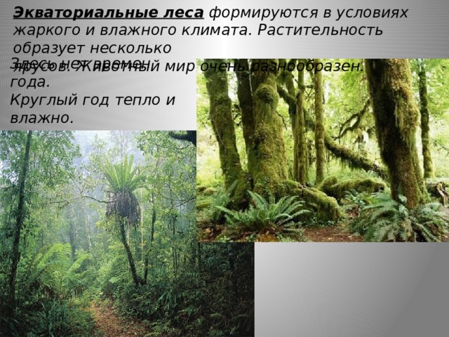 Экваториальные леса  формируются в условиях жаркого и влажного климата. Растительность образует несколько ярусов. Животный мир очень разнообразен. Здесь нет времен года. Круглый год тепло и влажно. 