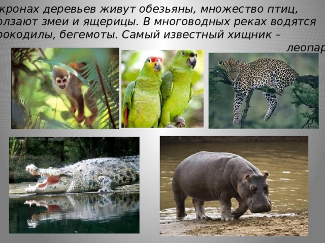 В кронах деревьев живут обезьяны, множество птиц, Ползают змеи и ящерицы. В многоводных реках водятся Крокодилы, бегемоты. Самый известный хищник –  леопард. 