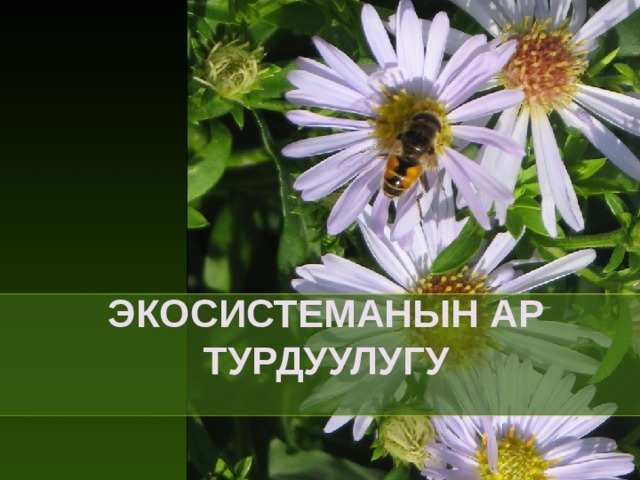 ЭКОСИСТЕМАНЫН АР ТУРДУУЛУГУ  