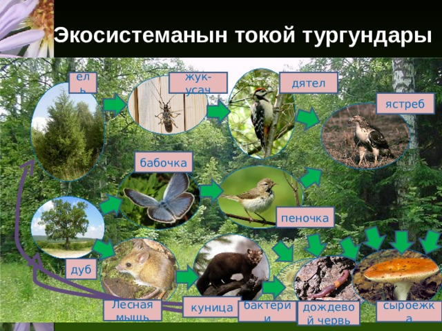 Экосистеманын токой тургундары ель жук-усач дятел ястреб бабочка пеночка дуб куница Лесная мышь сыроежка дождевой червь бактерии 
