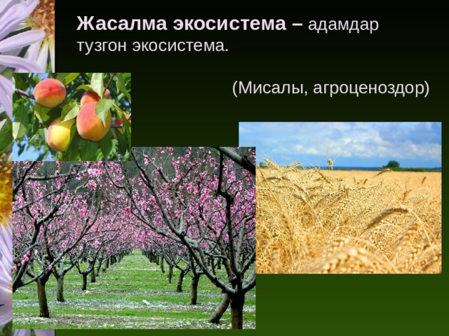 Жасалма экосистема – адамдар тузгон экосистема.   (Мисалы, агроценоздор)     