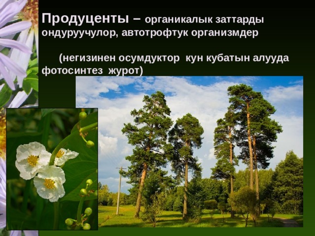 Продуценты – органикалык заттарды ондуруучулор, автотрофтук организмдер   (негизинен осумдуктор кун кубатын алууда фотосинтез журот)   