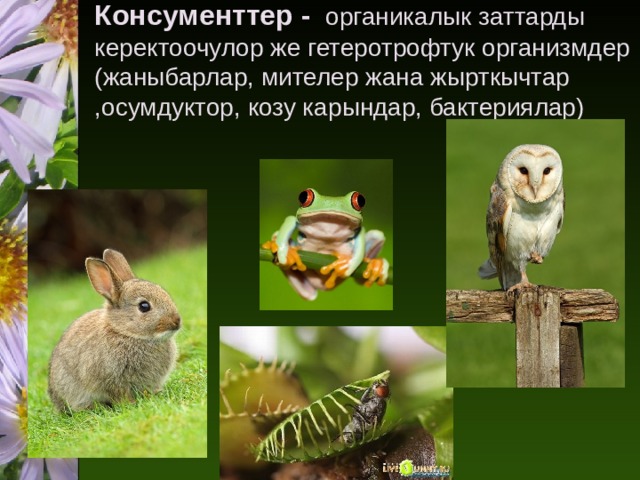 Консументтер - органикалык заттарды керектоочулор же гетеротрофтук организмдер  (жаныбарлар, мителер жана жырткычтар ,осумдуктор, козу карындар, бактериялар)   