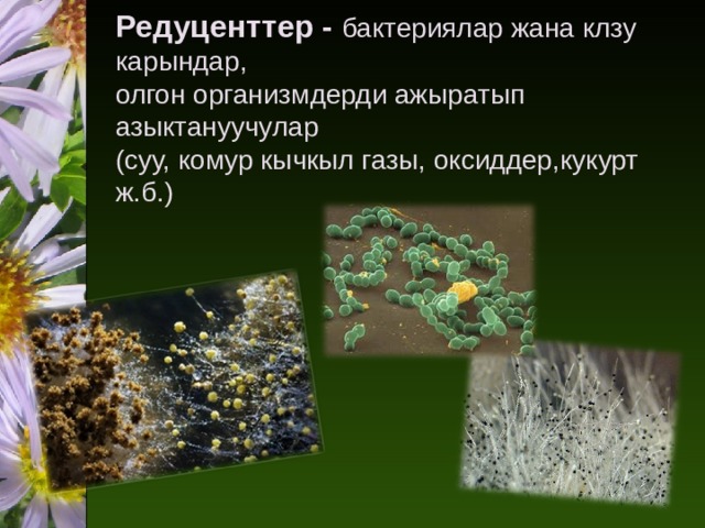 Редуценттер - бактериялар жана клзу карындар,  олгон организмдерди ажыратып азыктануучулар  (суу, комур кычкыл газы, оксиддер,кукурт ж.б.)   