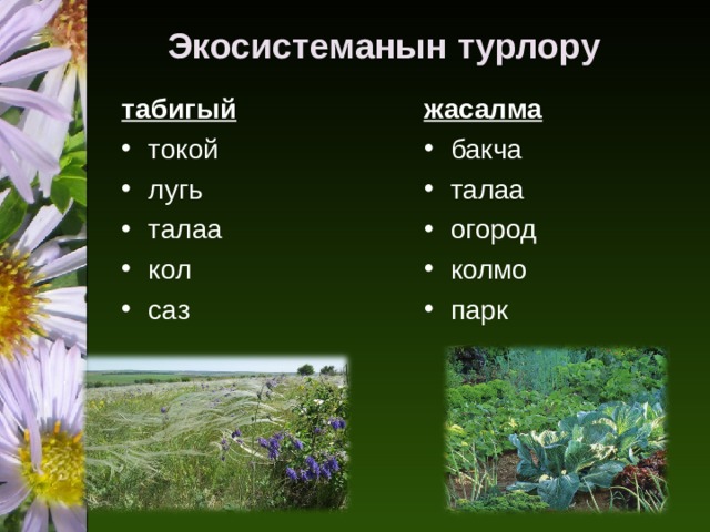 Экосистеманын турлору табигый  жасалма  токой лугь талаа кол саз бакча талаа огород колмо парк 
