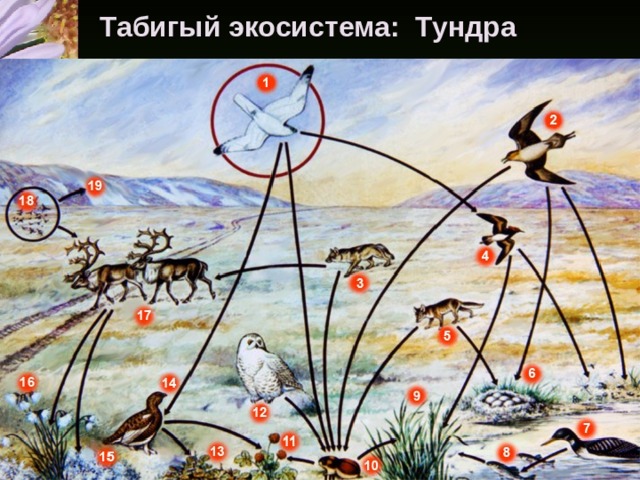 Табигый экосистема: Тундра       