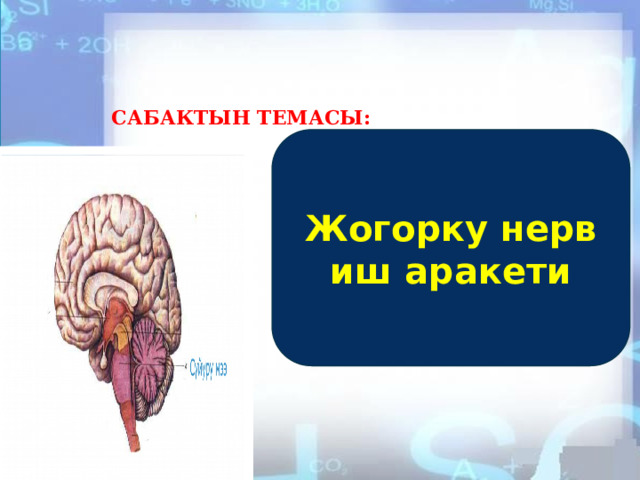    Сабактын темасы:   Жогорку нерв иш аракети 