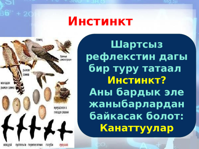 Инстинкт Шартсыз рефлекстин дагы бир туру татаал Инстинкт? Аны бардык эле жаныбарлардан байкасак болот: Канаттуулар 