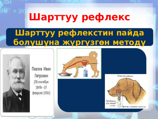 Шарттуу рефлекс Шарттуу рефлекстин пайда болушуна жүргүзгөн методу  