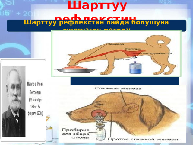 Шарттуу рефлекстин Шарттуу рефлекстин пайда болушуна жүргүзгөн методу  