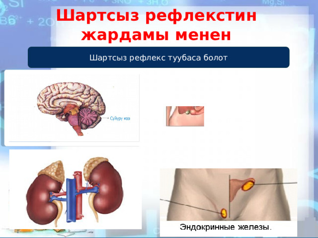 Шартсыз рефлекстин жардамы менен Шартсыз рефлекс туубаса болот 