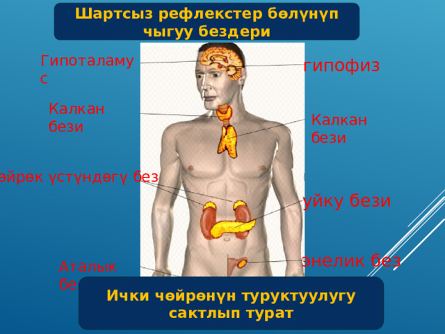 Шартсыз рефлекстер бөлүнүп чыгуу бездери Гипоталамус гипофиз Калкан бези Калкан бези Бөйрөк үстүндөгү без уйку бези энелик без Аталык без Ички чөйрөнүн туруктуулугу сактлып турат 