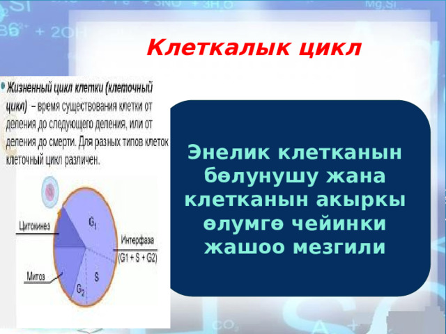 Клеткалык цикл Энелик клетканын б ѳлунушу жана клетканын акыркы ѳлумгѳ чейинки жашоо мезгили 