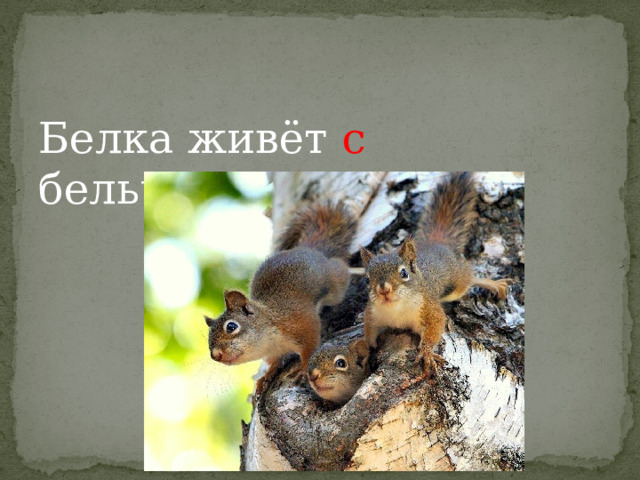 Белка живёт с бельчатами. 