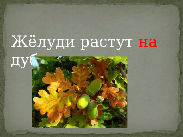 Жёлуди растут на дубе. 