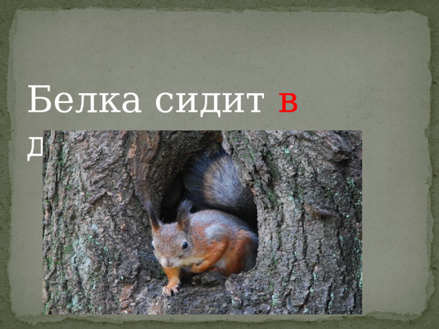 Белка сидит в дупле. 