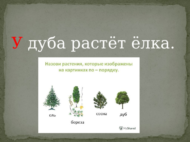 У дуба растёт ёлка. 