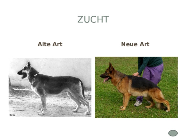 Zucht Alte Art Neue Art 